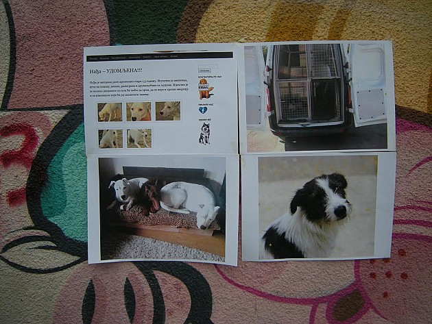 Ljubitelji pasa podsetili na šest meseci od smrti psa Stena