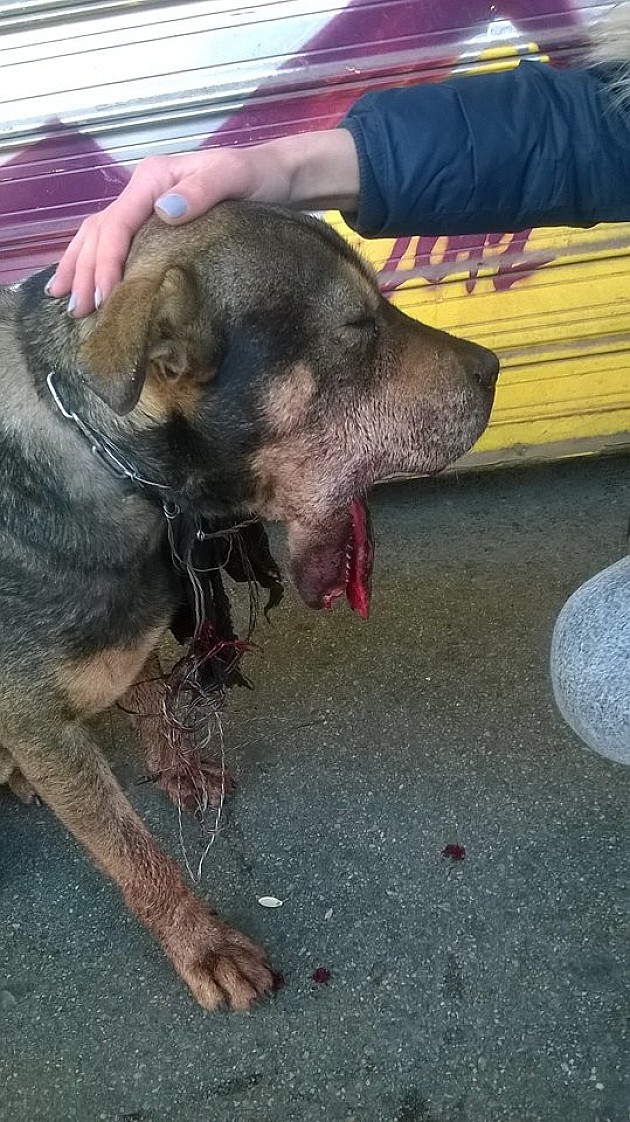 Monstrum ubacio petardu psu u usta - u nedelju protest protiv petardi