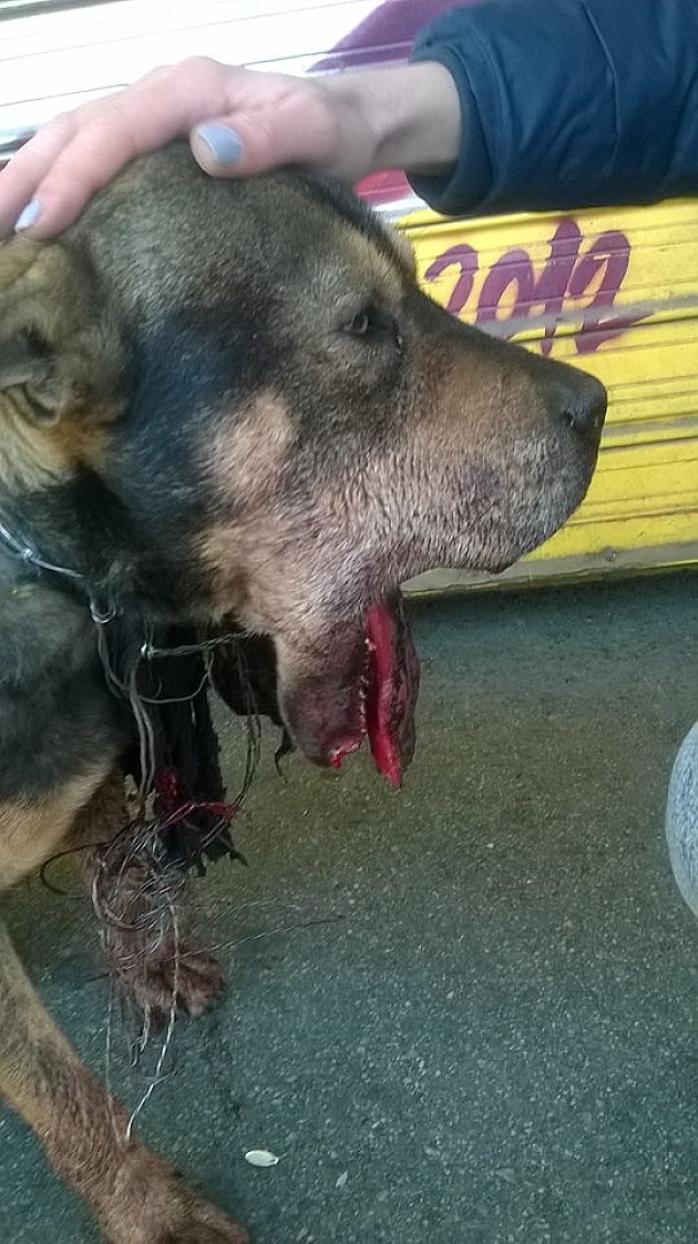 Monstrum ubacio petardu psu u usta - u nedelju protest protiv petardi