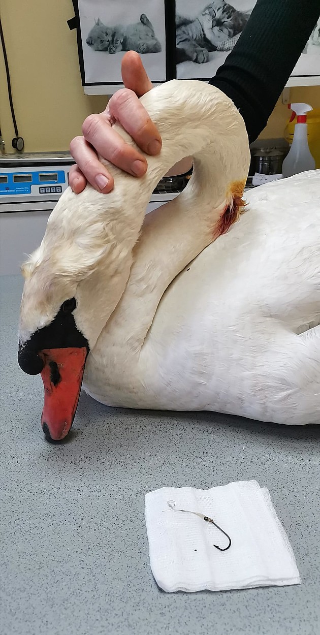  Građani pronašli povređenog labuda na Šodrošu, u vratu imao ogromnu udicu