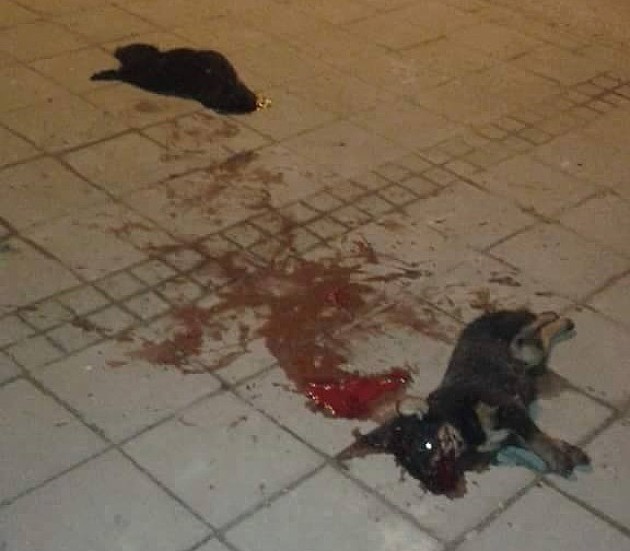 Uznemirujuća fotografija! Dva psa ubijena kod "Sajma"