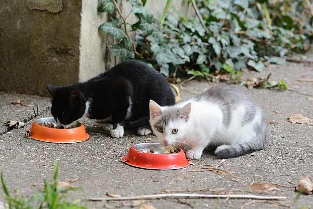 Inicijativa da se dozvoli hranjenje i postavljanje kućica za ulične pse i mačke