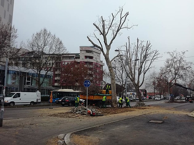 Gnezda uništena u orezivanju drveća u Futoškoj ulici
