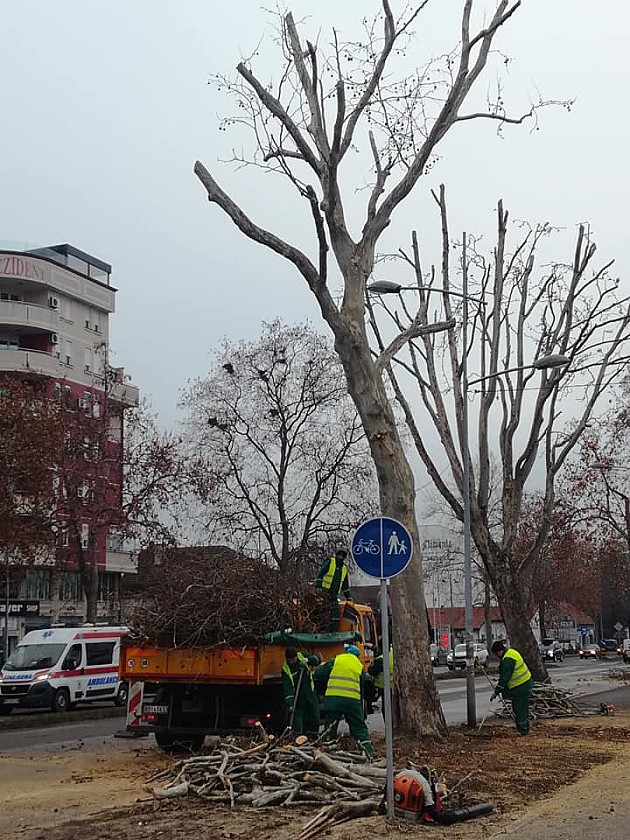 Gnezda uništena u orezivanju drveća u Futoškoj ulici