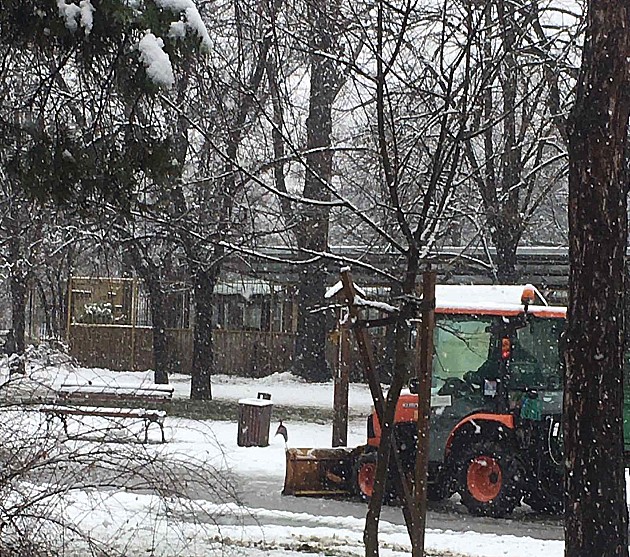 Zimske službe svih novosadskih preduzeća na terenu u punom kapacitetu