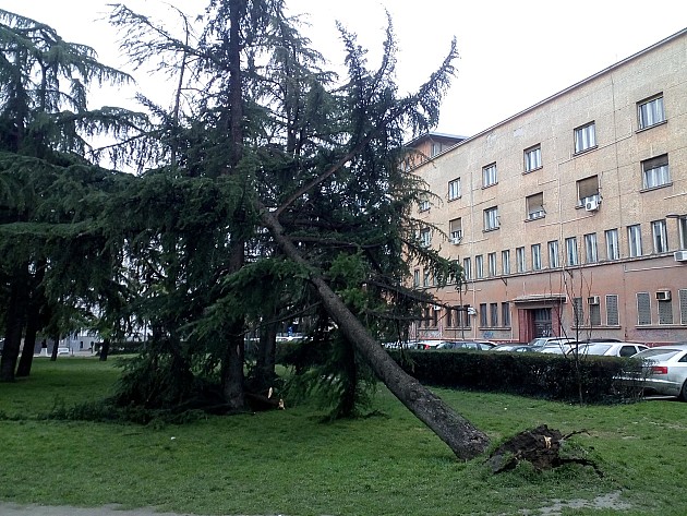Olujni vetar obarao stabla i bandere, ekipe JKP „Gradsko zelenilo“ na terenu