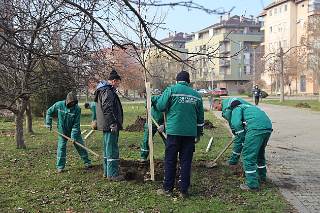 Posađeno više od 80 novih stabala u ulice Stanoja Stanojevića i Vojvode Šupljikca