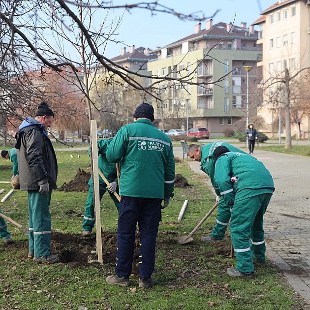 Nova stabla u ulicama Stanoja Stanojevića i Vojvode Šupljikca