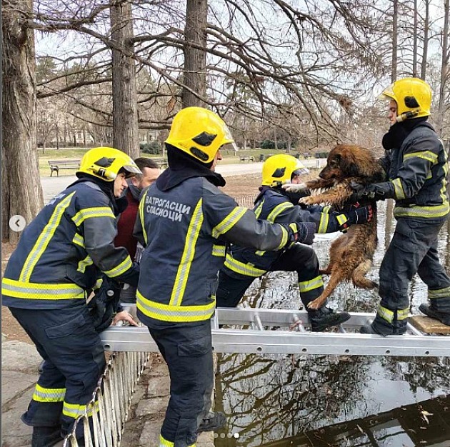 Novosadski vatrogasci spasili psa koji je upao u jezero u Dunavskom parku