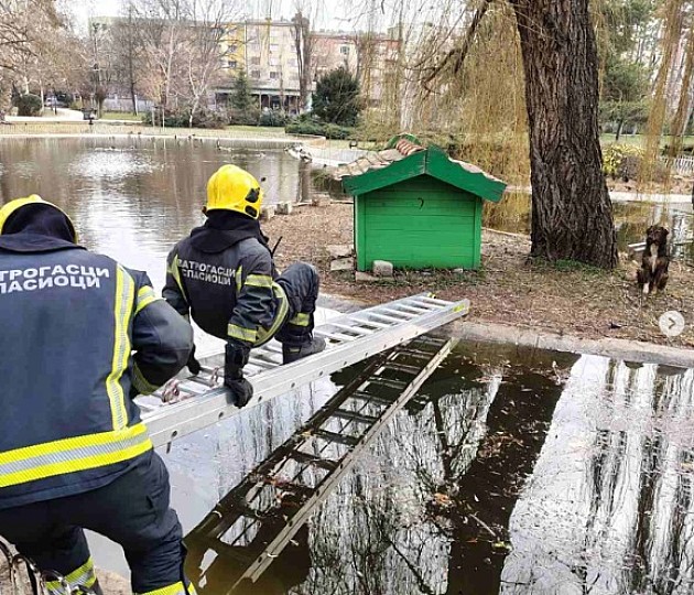 Novosadski vatrogasci spasili psa koji je upao u jezero u Dunavskom parku