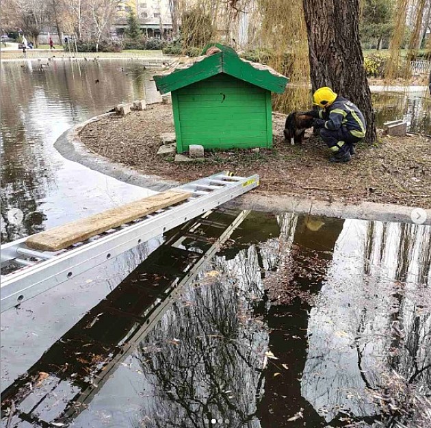 Novosadski vatrogasci spasili psa koji je upao u jezero u Dunavskom parku