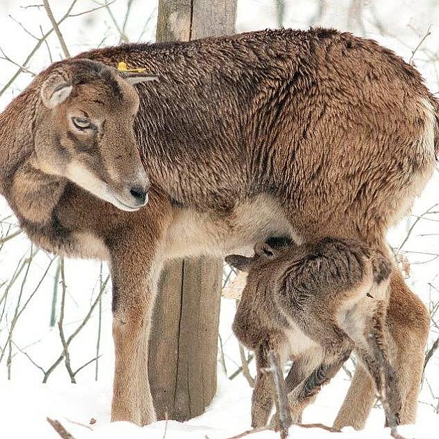 Traži se ime za prvu bebu muflona rođenu na Fruškoj gori