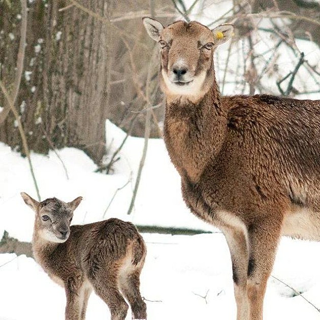 Traži se ime za prvu bebu muflona rođenu na Fruškoj gori