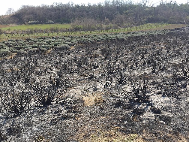 Izgorelo polje lavande u blizini Bukovca