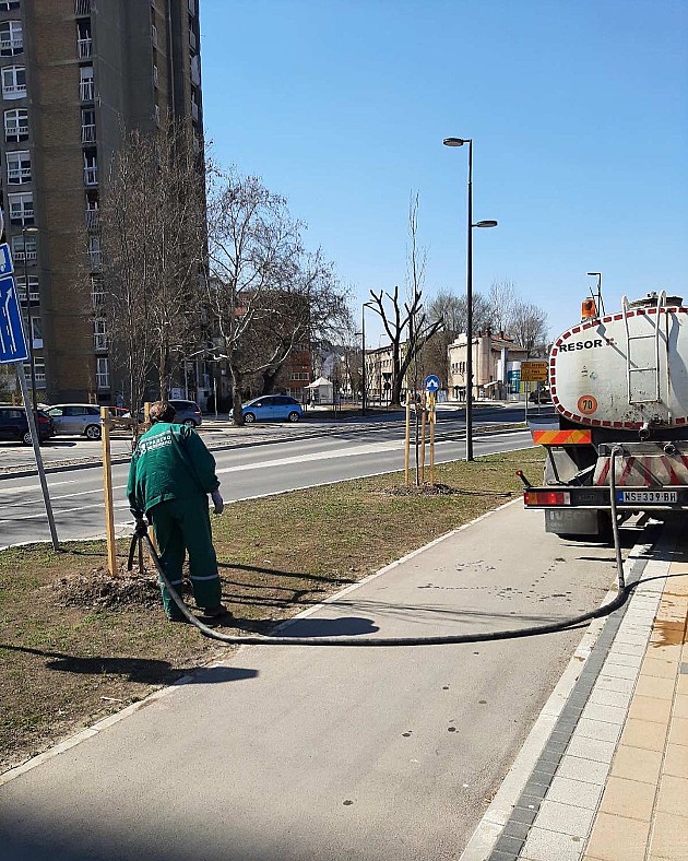 Počelo zalivanje zelenila na novosadskim ulicama