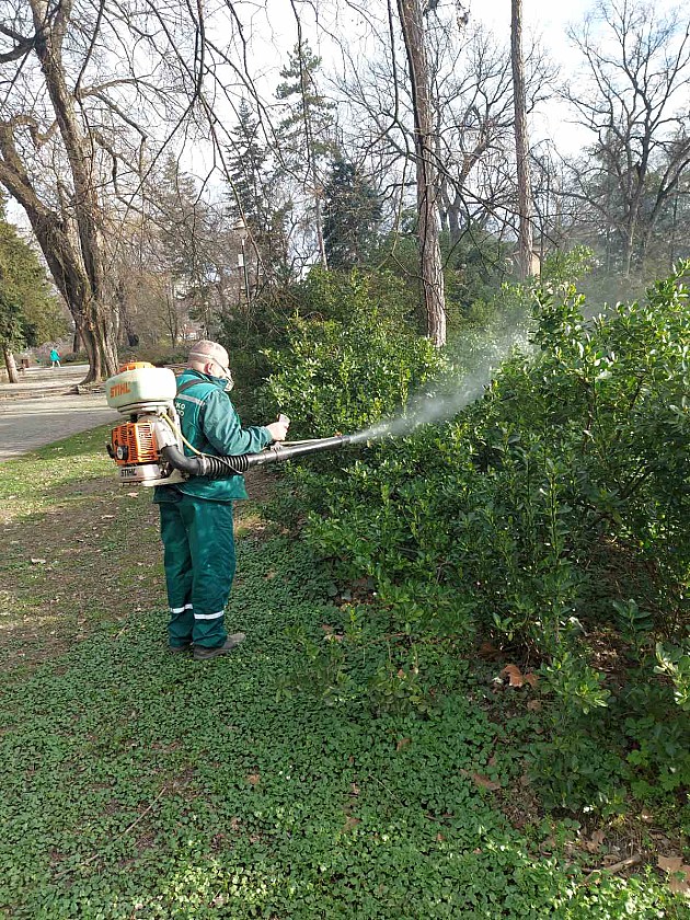 Tretiranje drveća u Futoškom i Dunavskom parku specijalnim mešavinama insekticida i fungicida