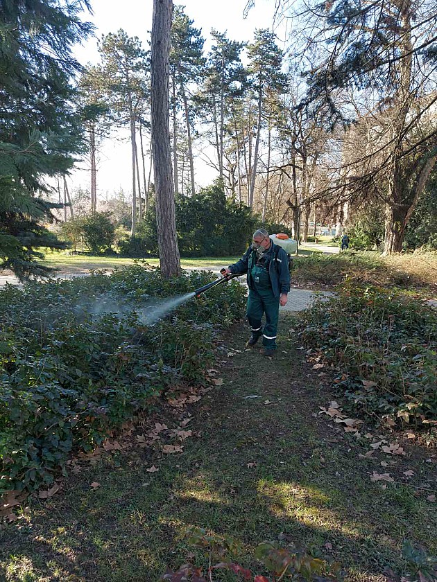 U Dunavskom, Limanskom i Futoškom parku insekticidima zaštićeno drveće i šiblje