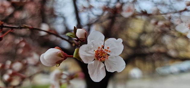 Prolećna sedmica pred nama, ali jutra još uvek hladna