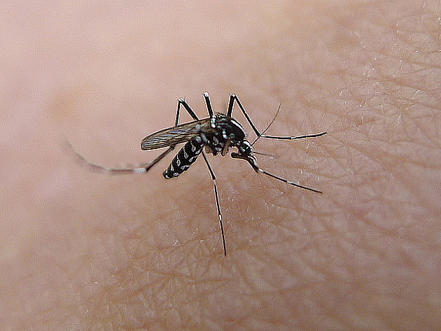 Od utorka tretmani protiv komaraca