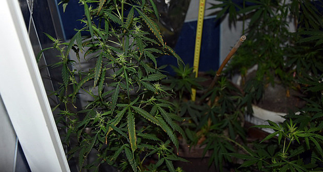 Laboratorija za uzgoj marihuane u kući Novosađanina
