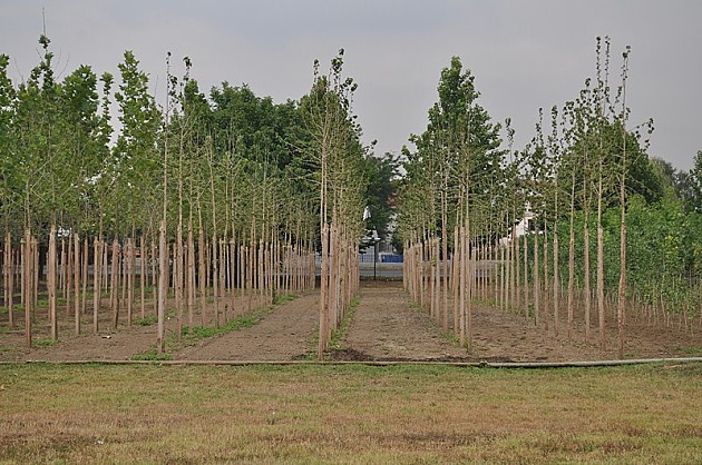 "Gradsko zelenilo" će posaditi 10.000 stabala, sledi i borba protiv vandala