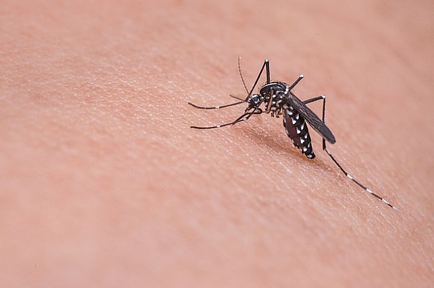 Ciklonizacija počinje tretmane protiv komaraca