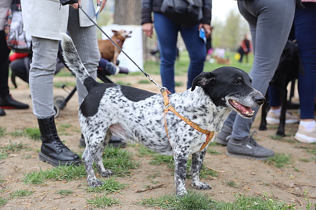 Izložba pasa mešanaca, prošle godine najviše udomljenih pasa iz Zoohigijene