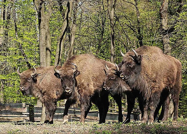 Počelo glasanje za imena bizona na Fruškoj gori 