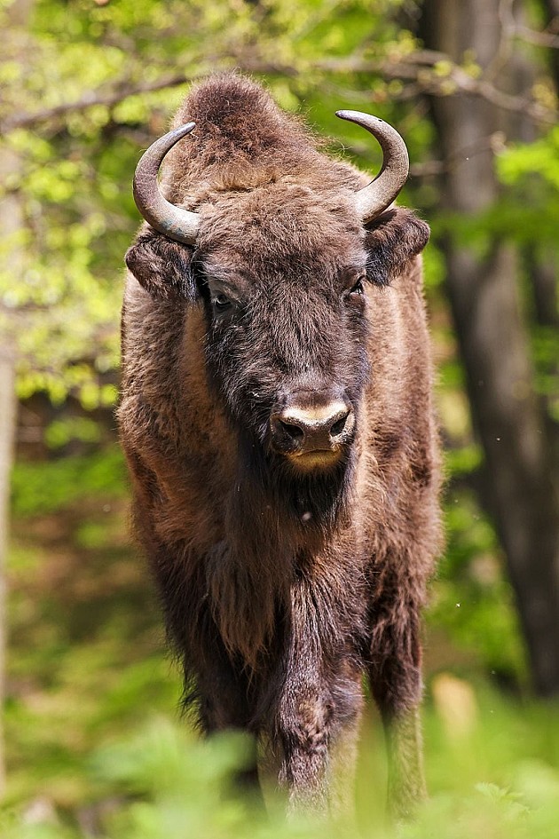 Od sledeće nedelje građani biraju imena za pet bizona na Fruškoj gori