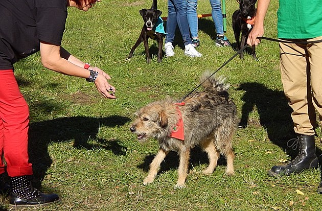 Izložba pasa mešanaca sutra u Limanskom parku, u nedelju izložba u Prihvatilištu