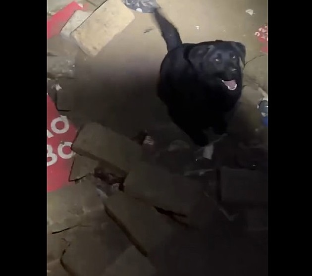 Vatrogasci spasili psa iz katakombi na Petrovaradinskoj tvrđavi