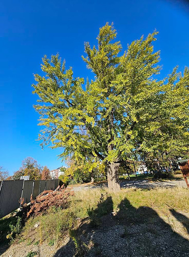 Pokret Bravo: Drvo ginko staro više od 100 godina oštećeno u Futoškom parku 