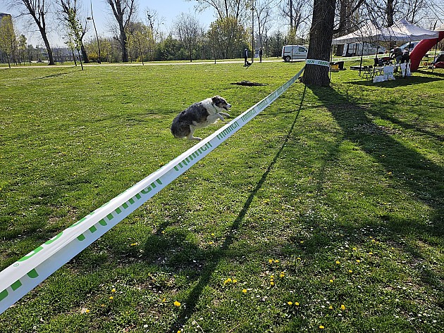 U Limanskom parku otvorena deseta izložba pasa mešanaca