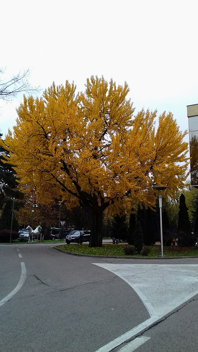 Pokret Bravo: Drvo ginko staro više od 100 godina oštećeno u Futoškom parku 