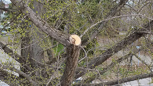 Pokret Bravo: Drvo ginko staro više od 100 godina oštećeno u Futoškom parku 