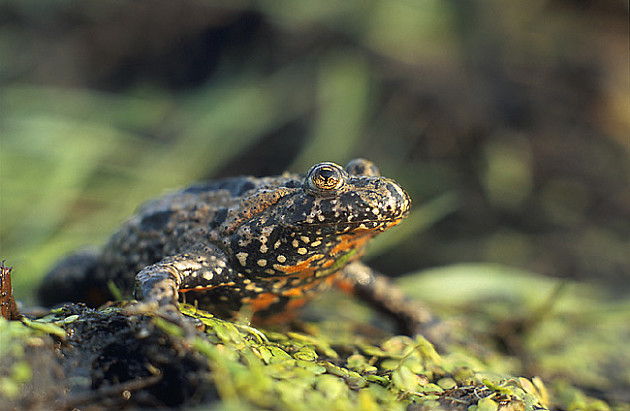 Najmanja evropska žaba živi u Futoškom parku