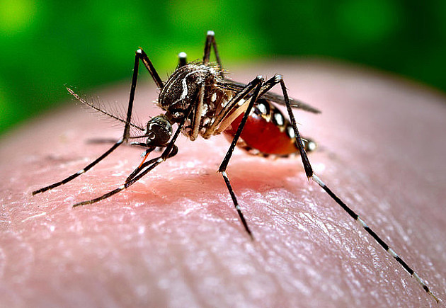 Prskanje komaraca počinje u četvrtak