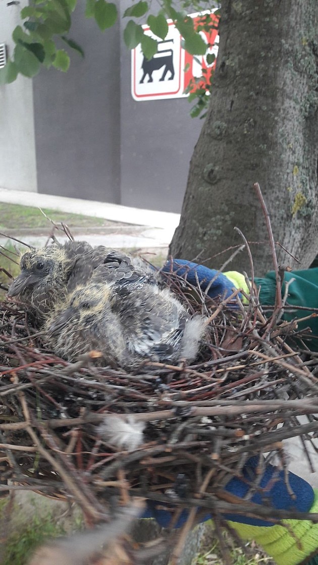 Radnici „Zelenila“ spasili gnezdo s ptićima sa oborenog ringlova 