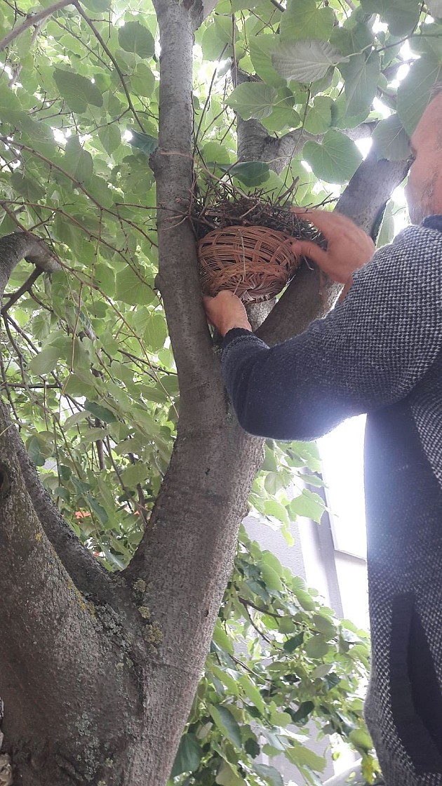 Radnici „Zelenila“ spasili gnezdo s ptićima sa oborenog ringlova 