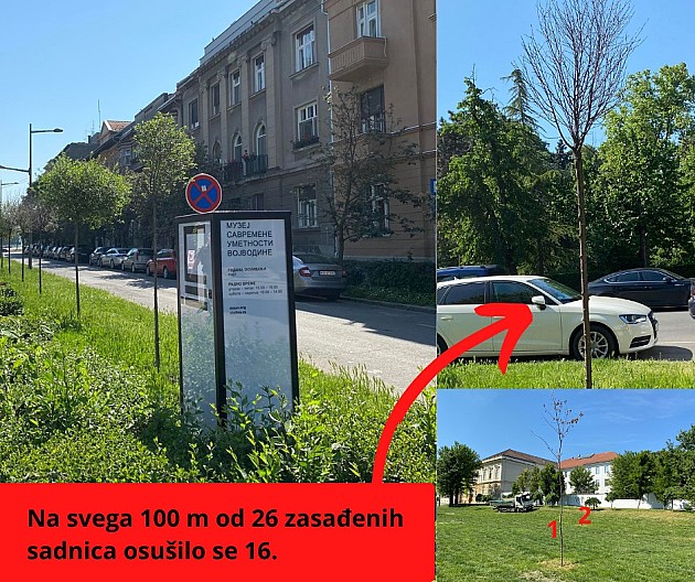 Ekološki front Novi Sad: Bojimo se da će „Zelenilo“ poseći puno više stabala od najavljenih 18