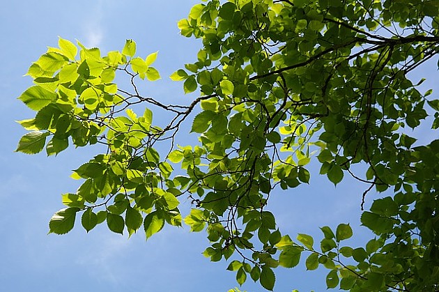 „Zelenilo“ kreće u seču dotrajalog drveća po gradu, nova će zasaditi na jesen