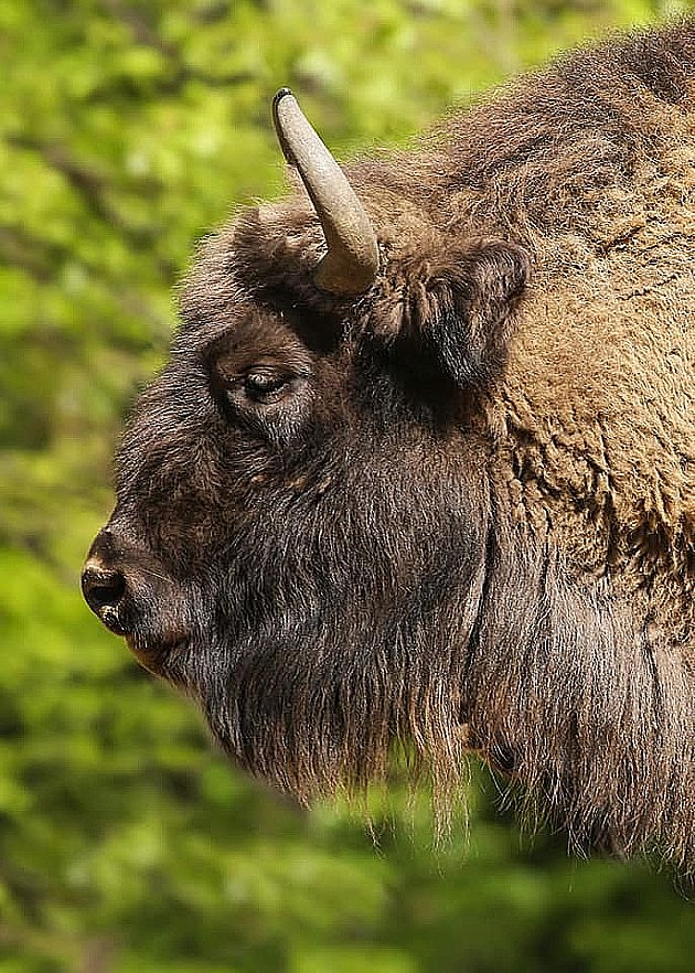 Dodatno glasanje za fruškogorske bizone. Đuka, iako favorit, mora u drugi krug