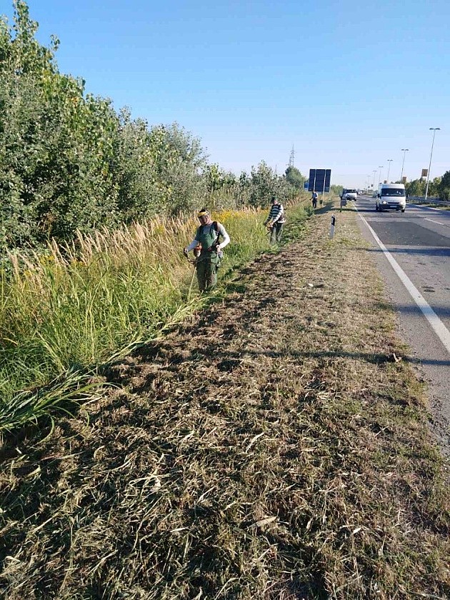 Počinje suzbijanje ambrozije u Novom Sadu i prigradskim naseljima