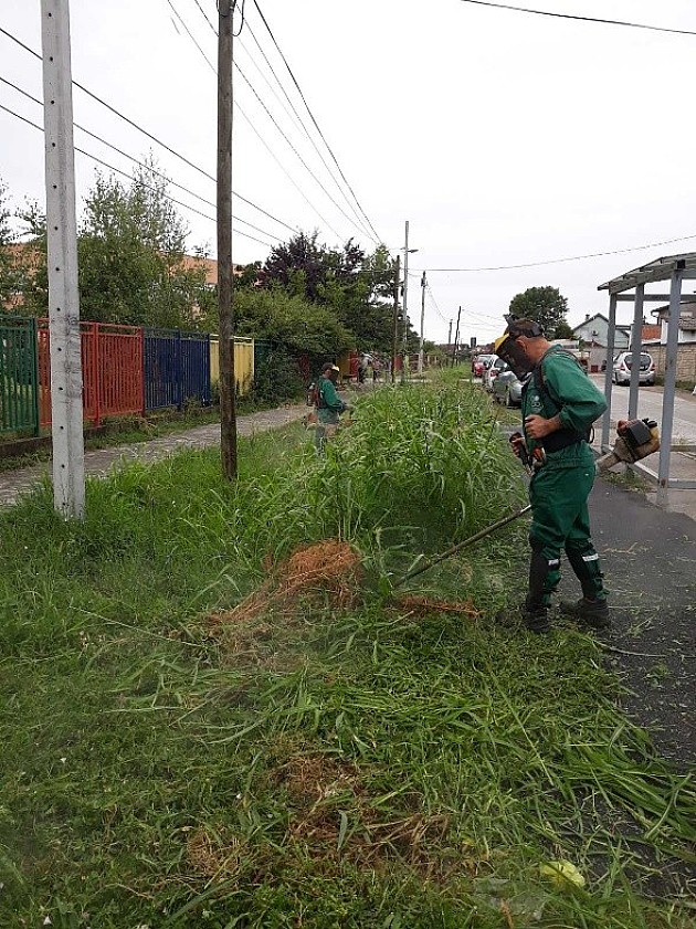 Počinje suzbijanje ambrozije u Novom Sadu i prigradskim naseljima