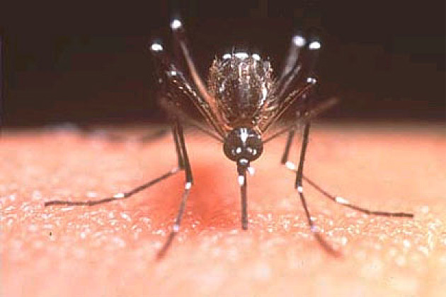 Tretmani protiv komaraca