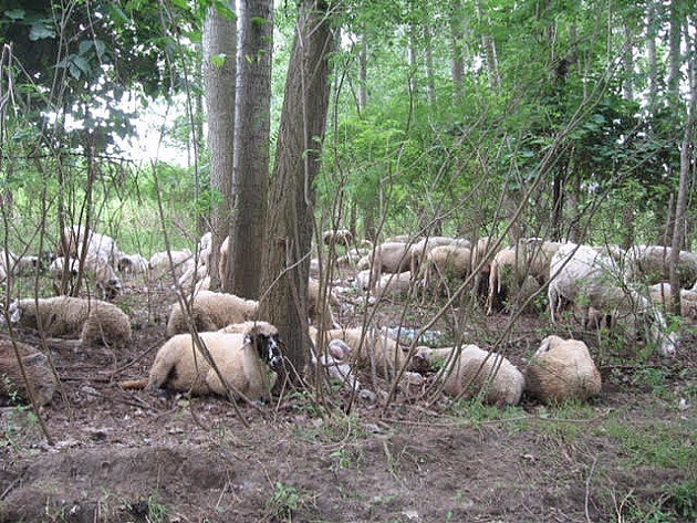 Po 300 ovaca svakodnevno u Petrovaradinskom ritu