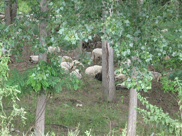 Po 300 ovaca svakodnevno u Petrovaradinskom ritu