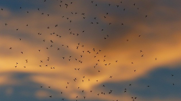 Tretmani protiv komaraca sledeće nedelje u Novom Sadu i Beočinu