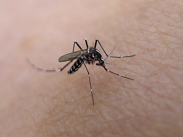 Krajem nedelje sistemsko prskanje komaraca u Novom Sadu