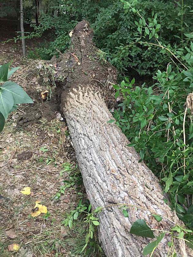 Palo drvo u Banović Strahinje nakon obilnih padavina